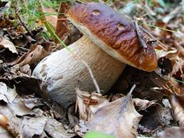 The 51st edition of the Borgotaro I.G.P. Mushroom 