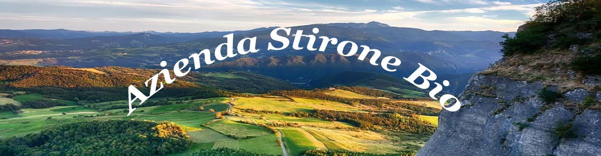 banner stirone bio