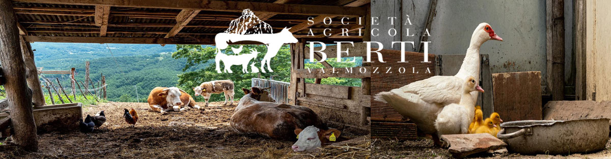 banner berti