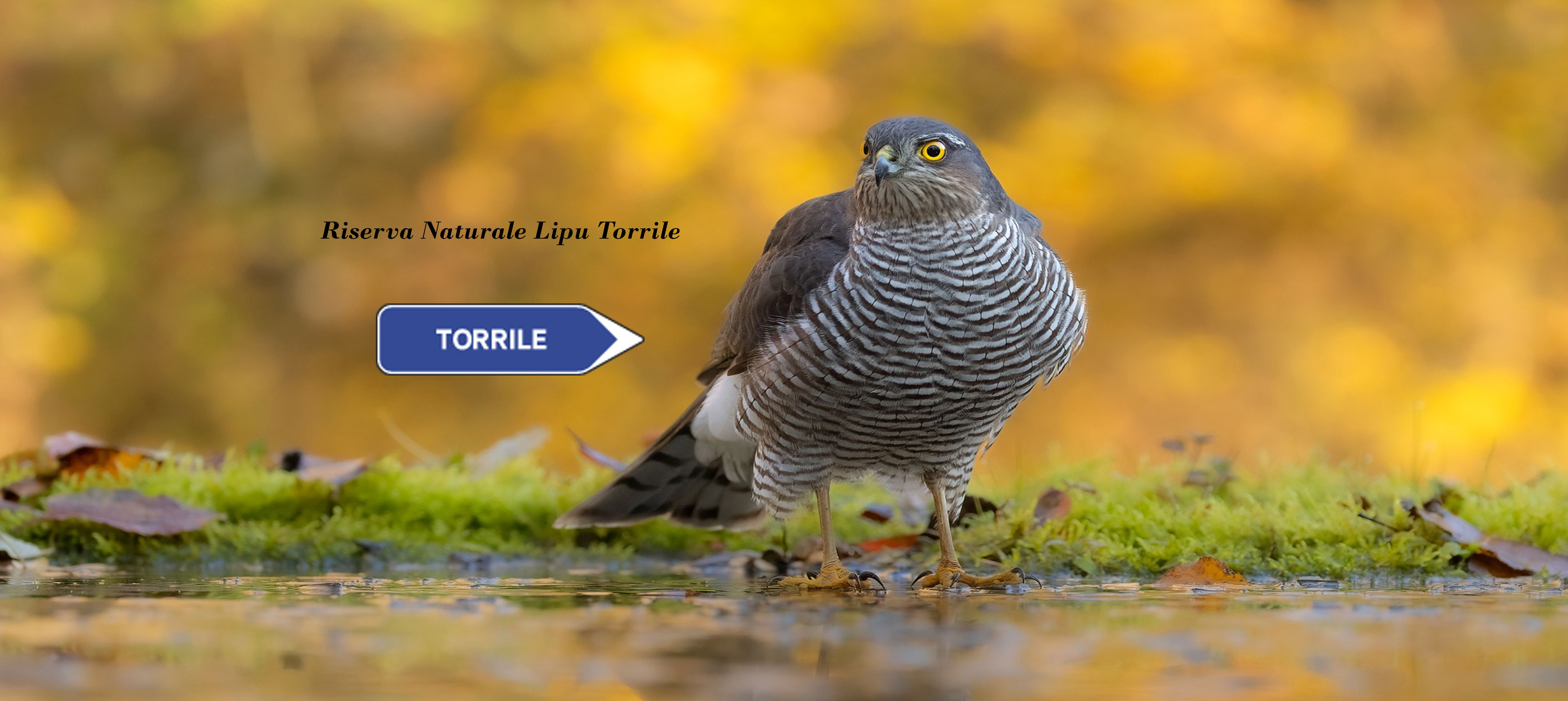 torrile 1